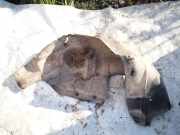Radhausschale - Hinten Linke Ford S-Max, 2006.05 - 2014 Gebraucht,