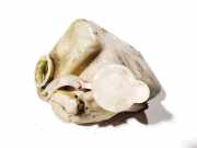 Ausgleichsbehälter Mazda Premacy, 1999.01 - 2005.03 823021120,823021-120