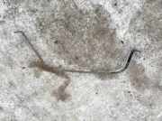 Halteband Kraftstoffbehälter Audi A4, B6 2000.11 - 2004.11 Gebraucht ,