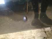 Waschwasserdüse Scheibenreinigung Toyota Avensis, II 2003.04 - 2006.03 Gebraucht,