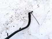 Halteband Kraftstoffbehälter Volkswagen Bora, 1998.01 - 2005.12 Gebraucht ,