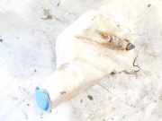 Scheibenwaschbehälter Vorne Wischwasserbehälter Audi A4, B5 1994.11 - 1999.09 8s0955453b,