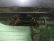 Zusatzbremsleuchte Fiat Doblo, 2009.08 --> Gebraucht,