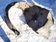 Radhausschale - Vorne Rechts Lexus IS, II 2005.10 - 2013.03 Gebraucht,