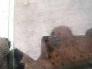 Seitenscheibe - Hinten Linke Audi A6, C6 2008.10 - 2011.08 facelift as2,