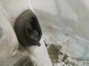 Türfangband Türbremse Türstopper - Vorne Rechts Renault Scenic, III 2009.02 - 2013.06 Gebraucht,