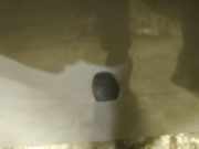 Waschwasserdüse Scheibenreinigung Volvo C30, I 2006.01 - 2010.01 Gebraucht,