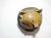 Ausgleichsbehälter Toyota Corolla, 2001.11 - 2004.02 Gebraucht,