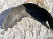 Radhausschale - Hinten Linke Toyota Corolla Verso, II 2001.09 - 2004.05 Gebraucht,