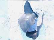 Radhausschale - Vorne Linke Volkswagen Fox 2005 - 2011 5z0809957, Bmd