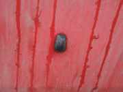 Waschwasserd?se Scheibenreinigung Toyota Paseo 1996 - 1999 Gebraucht,useed