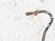 Stabilisator Stabi Hinten Hinterachse Fiat Brava, 1995.10 - 2002.12 Gebraucht,