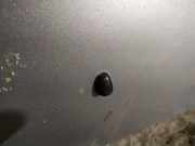 Waschwasserdüse Scheibenreinigung Mazda Premacy, 1999.01 - 2005.03 Gebraucht,