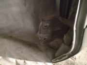 Türscharnier Hinten Hyundai Santa Fe, 2000.11 - 2006.03 Gebraucht,