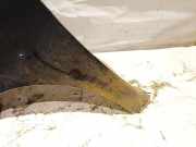 Kotflügel - Vorne Linke Mercedes-Benz A-CLASS, W169, 2004.09 - 2008.09 juoda,