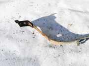 Halteband Kraftstoffbehälter Fiat Stilo, 2001.10 - 2007.01 Gebraucht ,