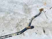 Stabilisator Vorne Opel Signum, 2003.05 - 2008.06 Gebraucht ,