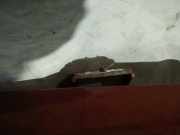 Lang Heckklappe Scharniere Scharnier - Hinten Rechts Citroen C8, I 2002.07 - 2008.06 Gebraucht,