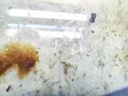 Seitenfenster Seitenscheibe - Toyota Avensis, II 2003.04 - 2006.03 Gebraucht,