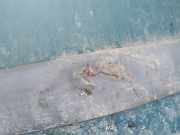 Zierleiste Tür Zier-Schutzleiste - Vorne Rechts Citroen Berlingo, I 1996.07 - 2002.11 Gebraucht,