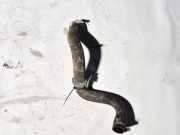 Kühlerschlauch Fiat Croma 2005 - 2011 Gebraucht,