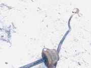 Stabilisator Stabi Hinten Hinterachse BMW 1-Series, E87 E88 2006.11 - 2011.09 facelift Gebraucht,