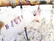 Stabilisator Stabi Hinten Hinterachse Audi A4, B7 2004.11 - 2008.06 Gebraucht,