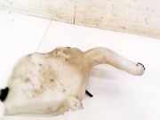 Scheibenwaschbeh?lter Vorne Wischwasserbeh?lter Opel Meriva, A 2006 - 2010 facelift Gebraucht,