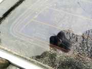 Seitenfenster Dreieckscheibe - Vorne Linke Toyota Avensis, II 2006.03 - 2008.12 facelift 43R00048,E643R-00048 AS2