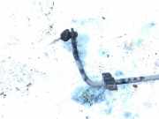 Stabilisator Vorne Skoda Fabia, II 5J 2010.06 - 2014.06 facelift Gebraucht,