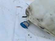 Scheibenwaschbehälter Vorne Wischwasserbehälter Audi 80, B4 1991.09 - 1995.01 8a0955453,