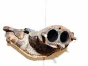 Abgaskrümmer BMW 3-Series, E46 1998.02 - 2002.06 1723894,723892