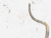 Stabilisator Vorne Renault Clio, 1998.09 - 2001.05 Gebraucht,