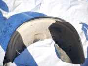 Radhausschale - Hinten Linke Volvo S80, 1998.05 - 2004.06 08650271,