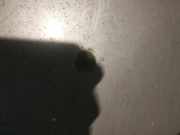 Waschwasserdüse Scheibenreinigung Opel Omega, B 1994.03 - 1999.09 Gebraucht,