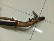 Tankeinfüllstutzen Tankrohr Kraftstoffrohr Mitsubishi Endeavor 2004 - 2011 Gebraucht ,