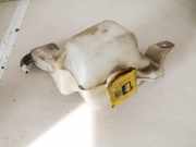 Ausgleichsbehälter Dodge Caliber, 2006.08 - 2009.01 05058156af,