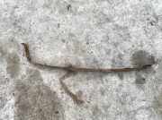 Halteband Kraftstoffbehälter Ford Galaxy, Mk I 2000.04 - 2006.04 facelift Gebraucht ,