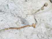 Stabilisator Stabi Hinten Hinterachse Fiat Croma 2005 - 2011 Gebraucht ,