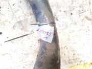 Intercooler Schlauch Rover 600, 1993.08 - 1999.02 Gebraucht,