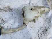 Scheibenwaschbehälter Vorne Wischwasserbehälter Volkswagen Sharan, 7M 1995.09 - 2000.04 7m0855453,