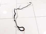 Servoleitung Leitung Servo Servoschlauch Schlauch Lexus RX, 2000.07 - 2003.05 Gebraucht,