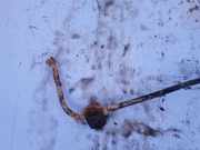 Stabilisator Stabi Hinten Hinterachse Kia Sportage, 2004.09 - 2010.01 Gebraucht,