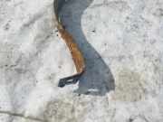 Halteband Kraftstoffbehälter Volkswagen Golf, IV 1997.08 - 2003.10 Gebraucht, AHF