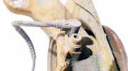 Sensor für ABS - Vorne Rechts Opel Corsa, D 2006.07 - 2010.06 Gebraucht,