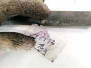 Kühlerschlauch Audi A6, C5 1997.01 - 2001.08 Gebraucht ,