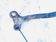 Stabilisator Stabi Hinten Hinterachse Citroen C5, I 2001.03 - 2008.02 Gebraucht,