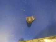 Waschwasserd?se Scheibenreinigung Peugeot 206, 2002.07 - 2009.01 facelift Gebraucht,