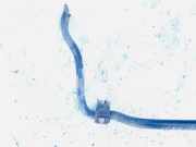 Stabilisator Vorne Opel Omega, B 1999.09 - 2003.07 facelift Gebraucht,