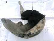 Radhausschale - Hinten Linke Mercedes-Benz W203, 2000.05 - 2004.02 Gebraucht ,